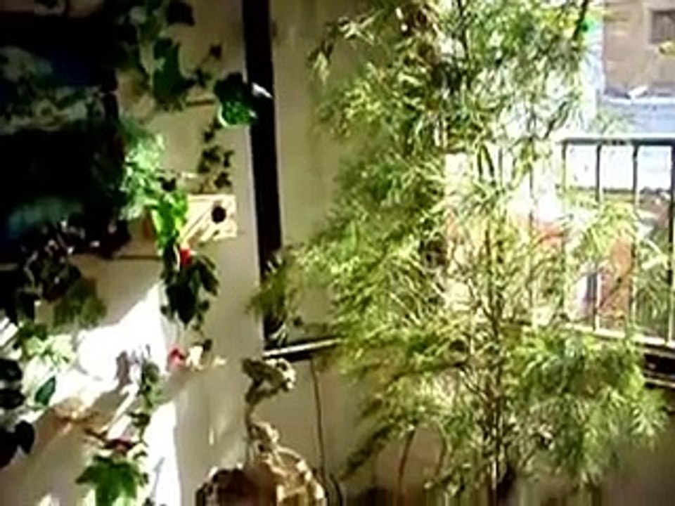 Arbol en el voladero