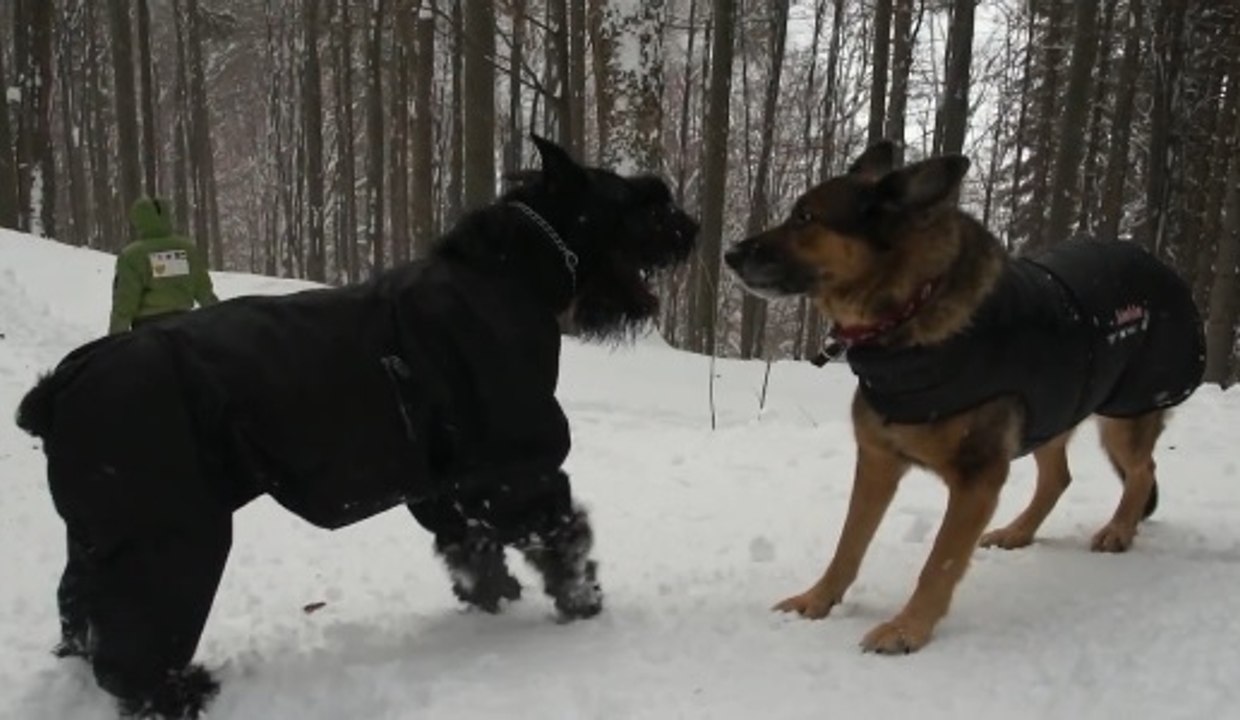 Giant Schnauzer German Shepherd'a Karşı Dailymotion Video