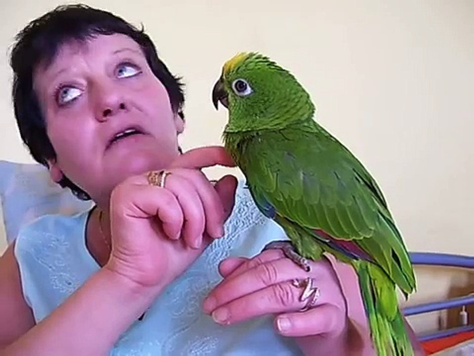 Kiwi le perroquet amazone a front jaune