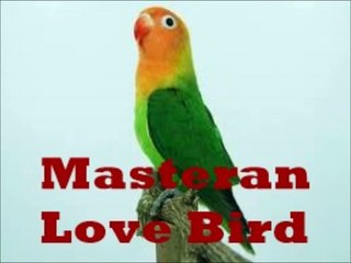 masteran burung love bird ngekek panjang bikin bising