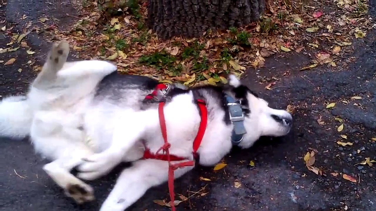 Wolfie's epileptic seizures