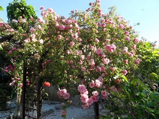Rosiers du 26 MAI