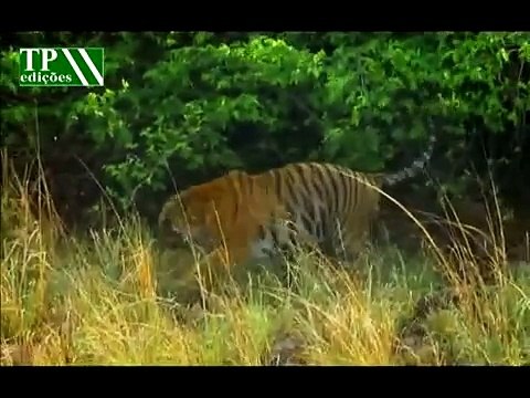 Segredos da Índia Selvagem O Tigre de Bengala ( Completo Dublado) clube da natureza