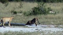 2 Cheetah drinking at Kwaggaspan - 29 April 2012 - Kruger Sightings