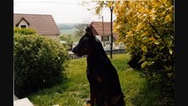 Tribute to my dog,my Beauceron, song My soul ghost