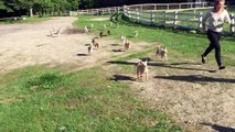 Des dizaines de chèvres trop mignonnes font la course!