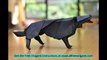 how to make a origami wolf easy