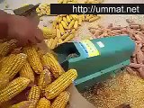 corn harvesting