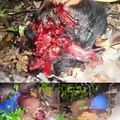 Burma Muslim Torched  -