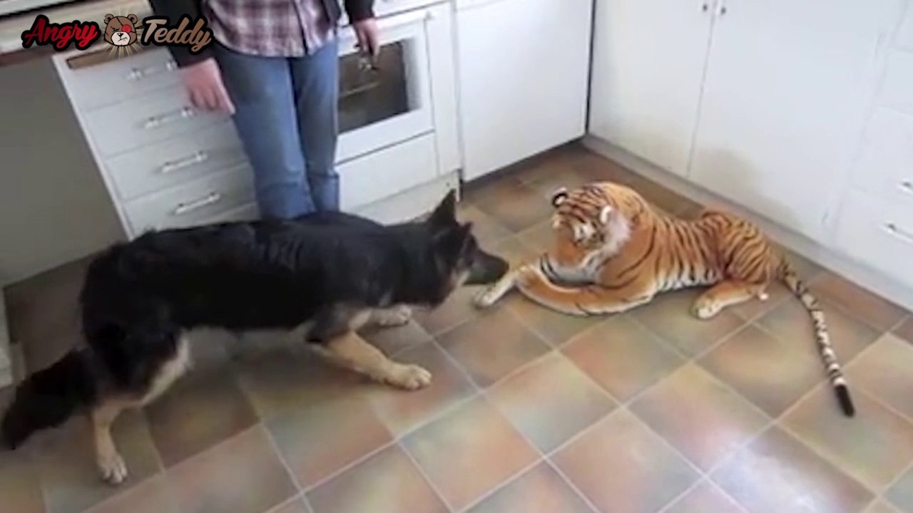[VIDEO BUZZ] Un Berger Allemand effrayé par un tigre en peluche
