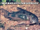 Corydoras paleatus, der Marmorierte Panzerwels