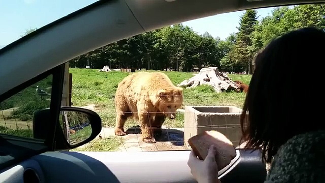 Polite Mr Bear Waves  "Hello"