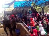 Naik gajah di kebun binatang Ragunan