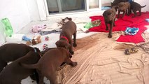 AKC Chocolate Labrador Puppies Day 49 - eating