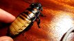 Madagascar hissing cockroach - hiss