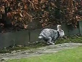 Rabbit on the loose. Slow Motion.