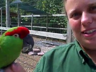 Talented American Snow Parrot