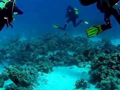 Delfine vor Shaab el Erg - Rotes Meer