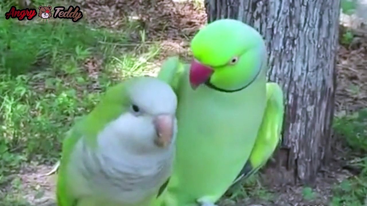 [VIDEO CUTE] Un perroquet embrasse sa dulcinée et répète "Give me Kiss" !