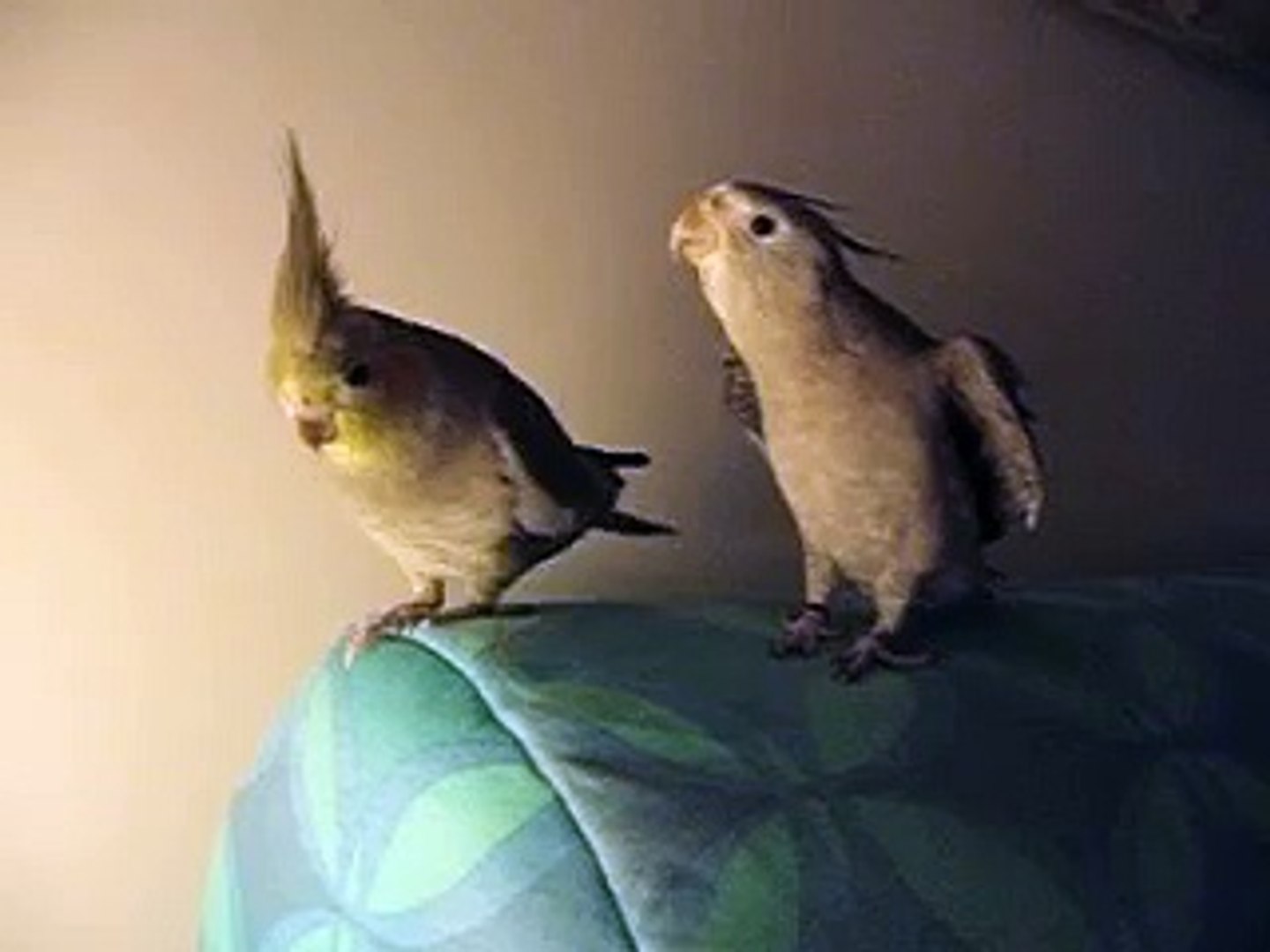 ⁣Calopsiti allevate a mano giocano sul divano - Hand reared cockatiels playing on sofa