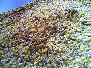 Fiche d'élevage de la caille du japon ( pour la ponte ou l'engraissement )