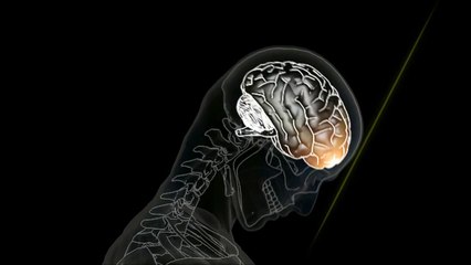Brain Animation