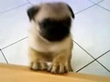 Baby pug playing with older ! (Pepito & Brutus)