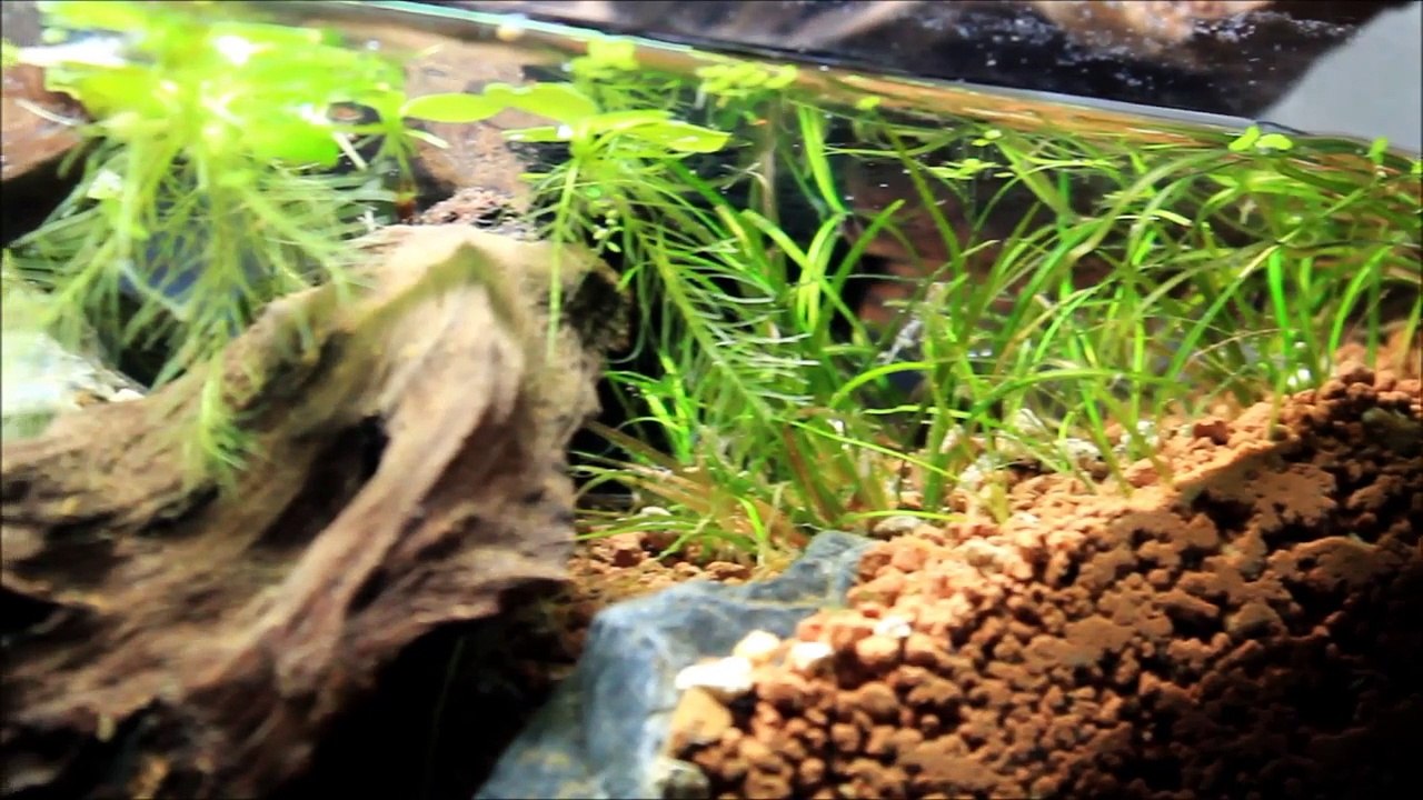 Biotope: Otocinclus Cocama - Early stage