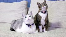 【注：オチなし】ひたすら首を動かす猫たち〜Two cats just moving their neck forever〜