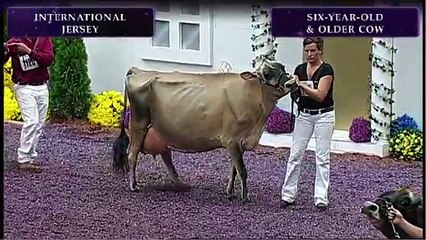 Jersey - 840 Six-Year-Old and Older Cow