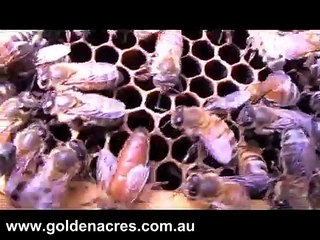 Bee Keeping: Marking a Queen Bee's thorax