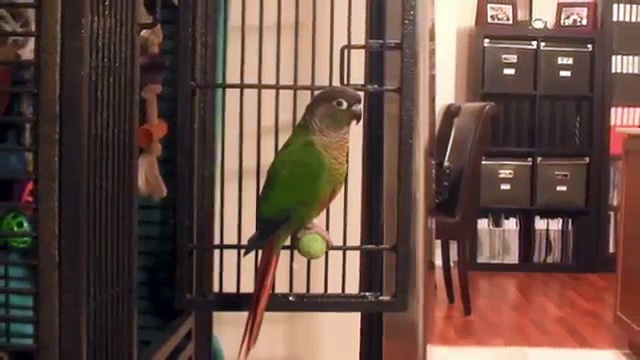 Cuddly Green Cheek Conure