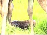 Rare close up of a Red Deer Giving Birth
