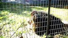 Leones en el zoo