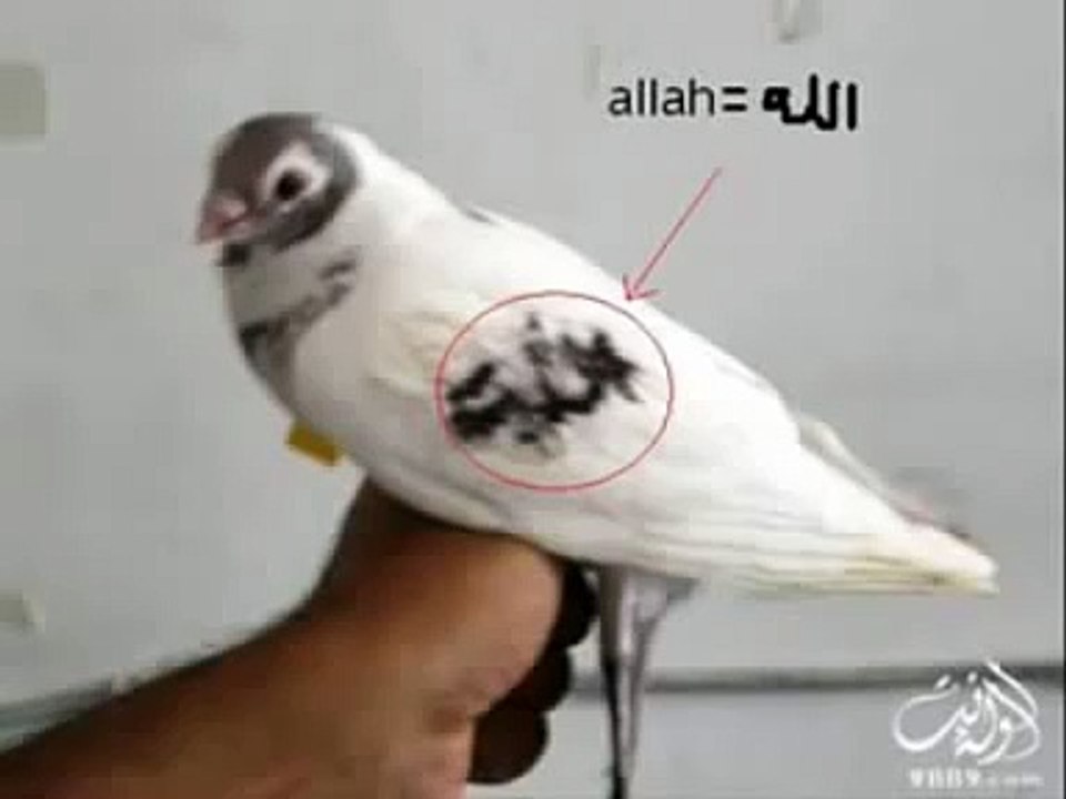 ALLAh Ka Mojza