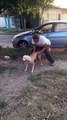 WOW...This dog has some serious POWER!! Amazing you will be shocked after watch this video