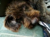 2 of 3  Two week old Wirehaired Pointing Griffon Pups