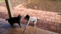 Cats and Dogs playing together 