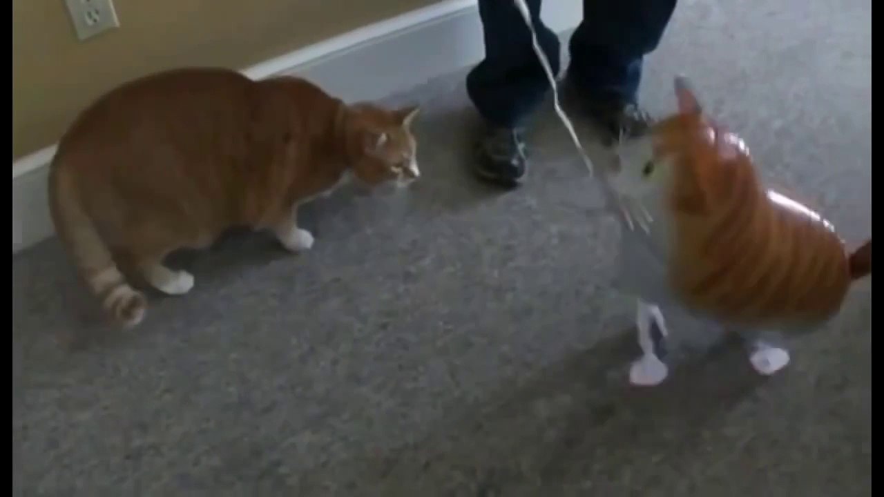 funny cat vines compilation 2015, funny cat videos 2015 try not to laugh,cute funny cat vines