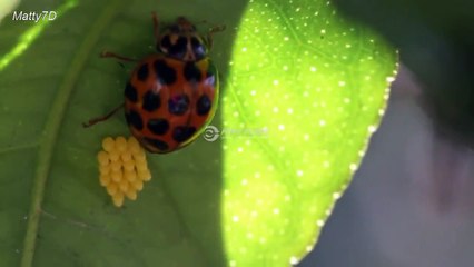 Ladybird laying eggs