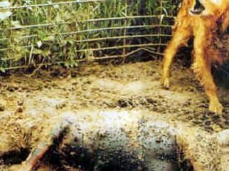 Puppy Mills **WARNING GRAPHIC IMAGES**