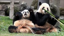 Panda Ｔwins eating bamboo パンダ　アドベンチャーワールド　梅浜　永浜