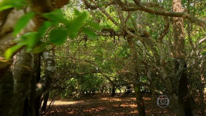 GLOBO REPÓRTER - Animais Selvagens - 05-06-2015 PARTE ÚNICA Online Completo Íntegra 05/06/2015 HD 720p