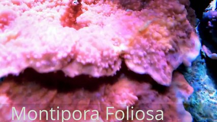 AMAZING Montipora SPS Foliosa Red NANO REEF