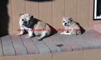 Sunbathing English Bulldog and puppy in Tucson Arizona