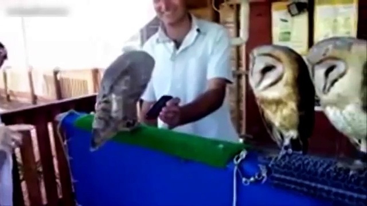 Lustige Tiere Compilation 2014 - Beste Lustige Tiere