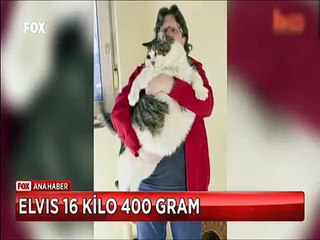 Dünyanın en ağır kedisi Almanya'da Elvis tam 16 kilo 400 gram üstelik bu kilo vermiş hali