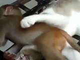 Crazy Monkey disturbing cat while sleeping