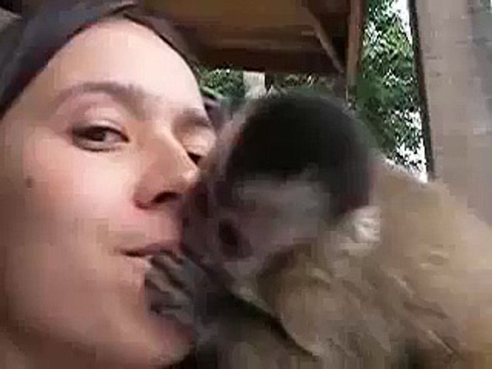 Cute Capuchin Monkey Giving Kisses
