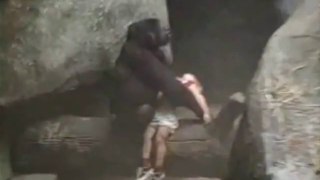 Dangerous Monkey catch a child at zoo